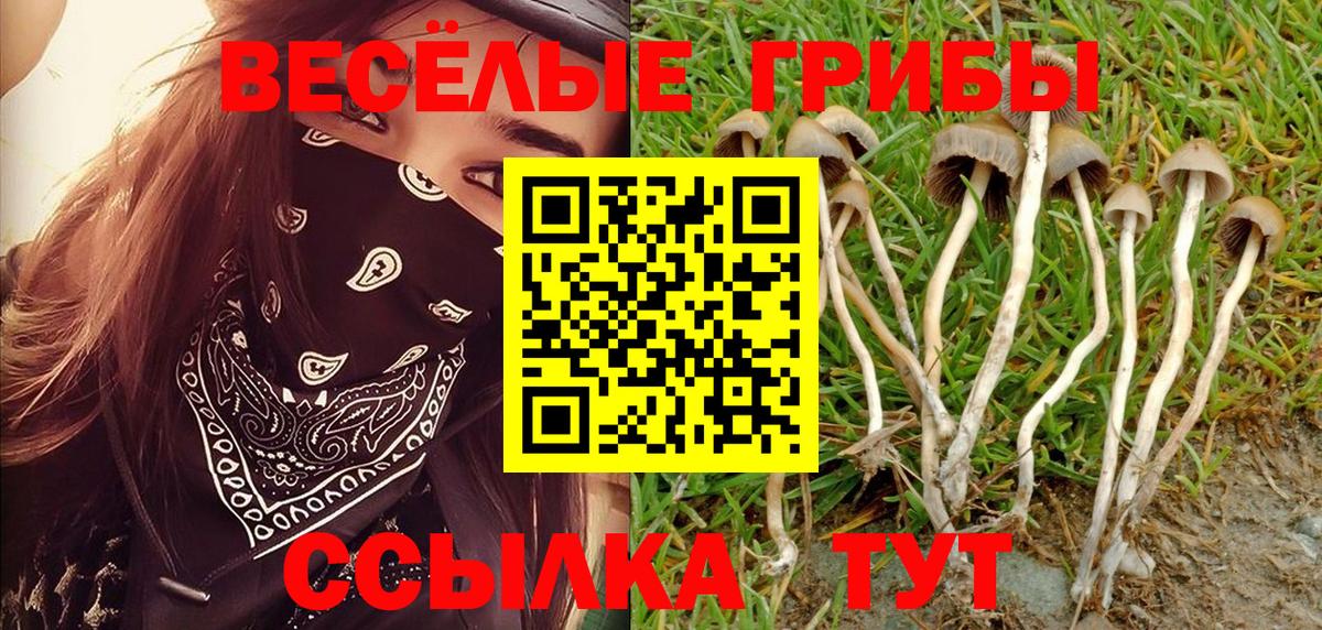Галлюциногенные грибы Psilocybine cubensis Липецк